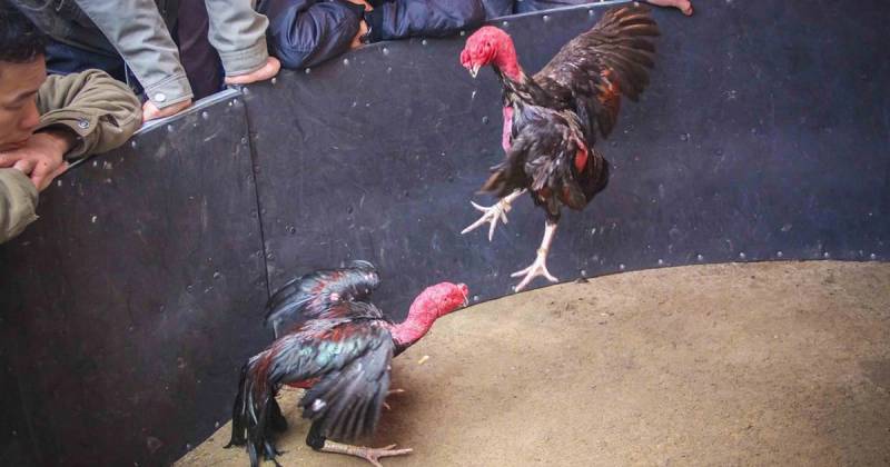Đá Gà Đòn - Nét Văn Hóa Truyền Thống Đậm Chất Việt Nam 4 Cách Chơi Và Quy Tắc Đá Gà Đòn