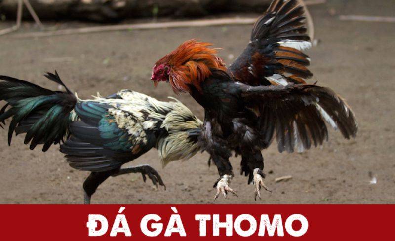 Đá Gà Thomo Trực Tiếp - Giải Trí Và Cá Cược Hấp Dẫn 2 Đá Gà Thomo Trực Tiếp Là Gì?