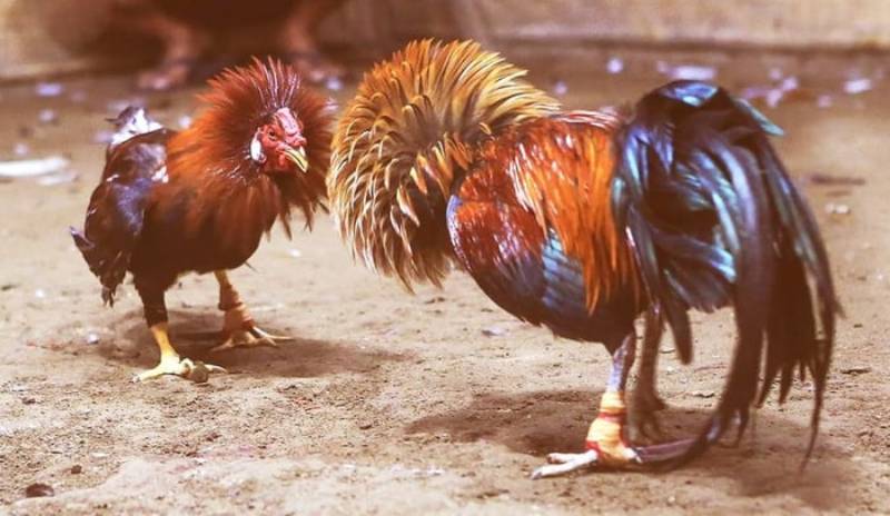 Kinh Nghiệm Cược Đá Gà Cựa Sắt – Tối Ưu Hóa Cá Cược 6 Giống Gà Phổ Biến Trong Đá Gà Cựa Sắt