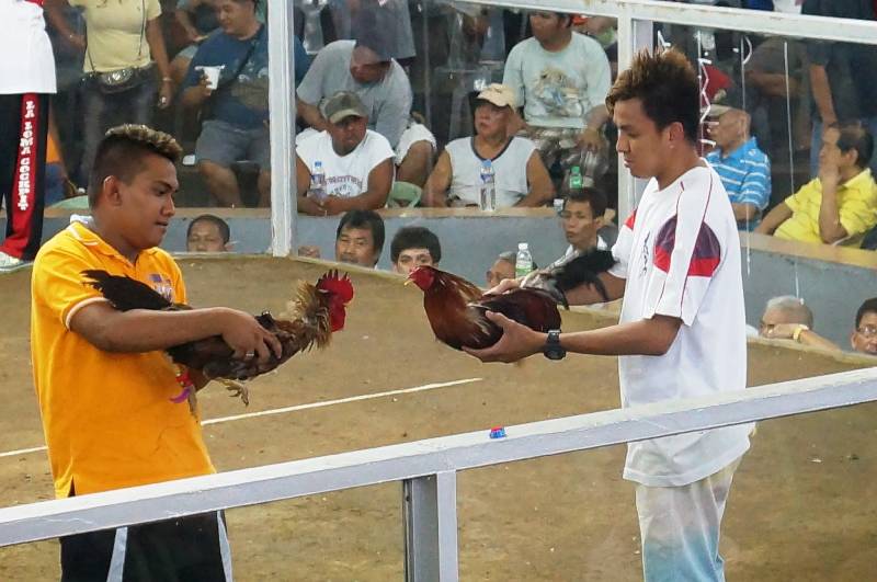 Tìm Hiểu Luật Chơi Đá Gà Campuchia Và Cách Đặt Cược 3 Luật Chơi Đá Gà Campuchia